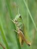 Pseudochorthippus sp.